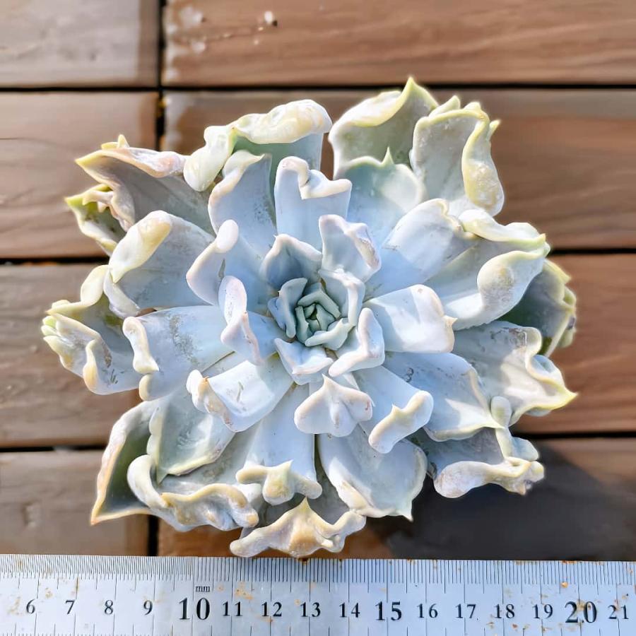 農園直売 多肉植物 寄せ植え エケベリア属 スリラーパール（単）レア種