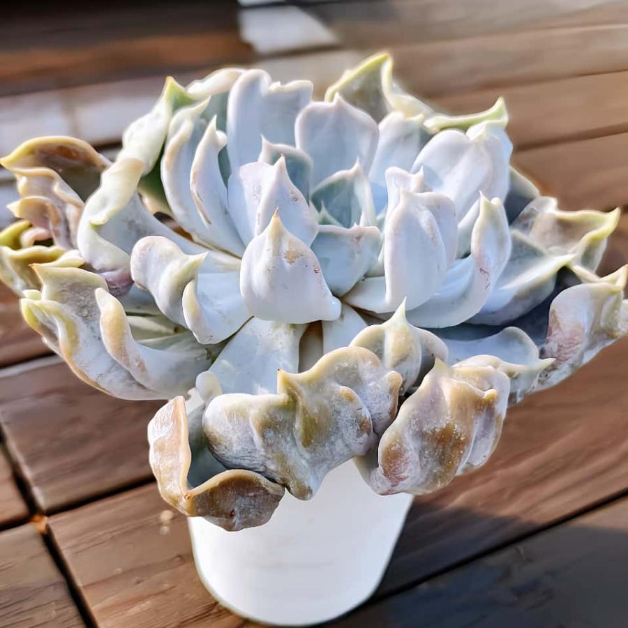 農園直売 多肉植物 寄せ植え エケベリア属 スリラーパール（単）レア種