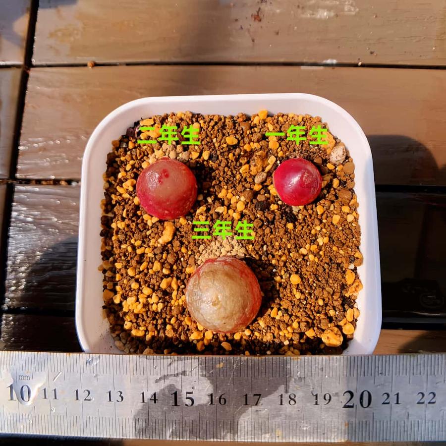 農園直売 多肉植物 コノフィツム属 ブルゲリ単頭（3年生） メセン 観葉