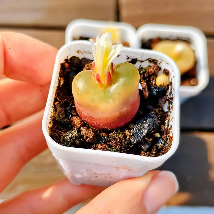 農園直売 多肉植物  コノフィツム 　マウガニー（単）　メセン　観葉植物　インテリア　多肉専門VERVE（Yahoo!・多肉専門VERVE）