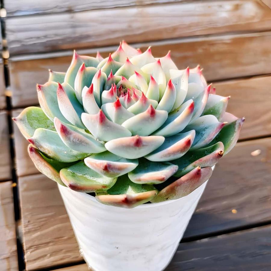 農園直売 多肉植物 寄せ植え エケベリア属 チワワエンシス錦（単）特大