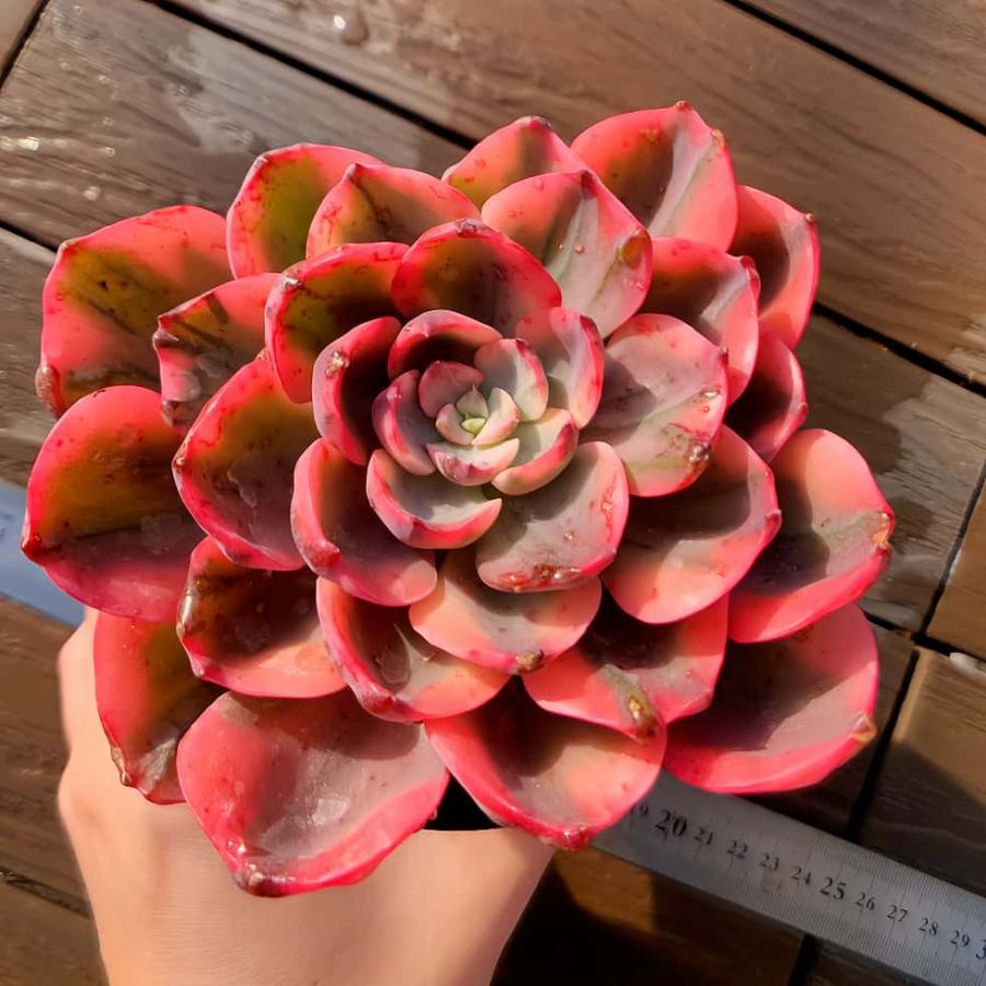 農園直売 多肉植物 寄せ植え エケベリア属 アークティックイエロー錦
