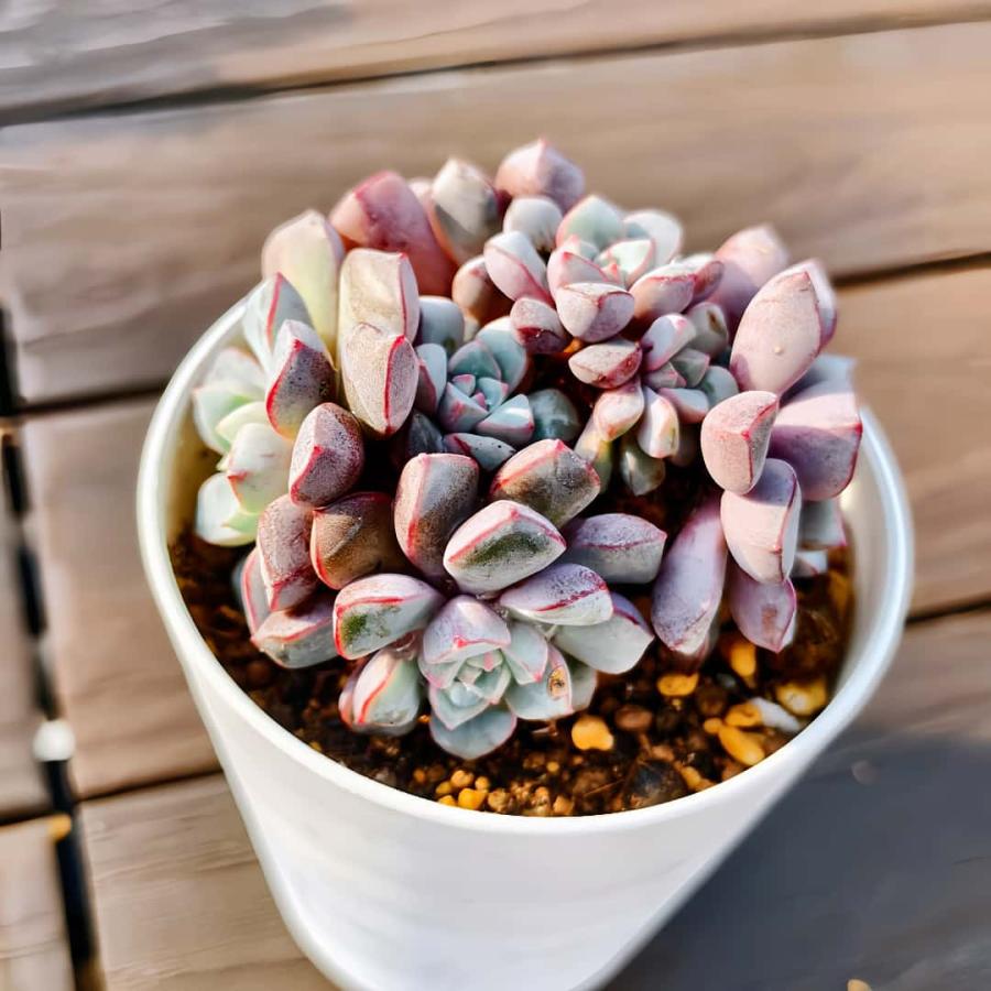 農園直売 多肉植物 寄せ植え エケベリア属 サブコリンボサ（群）新品種
