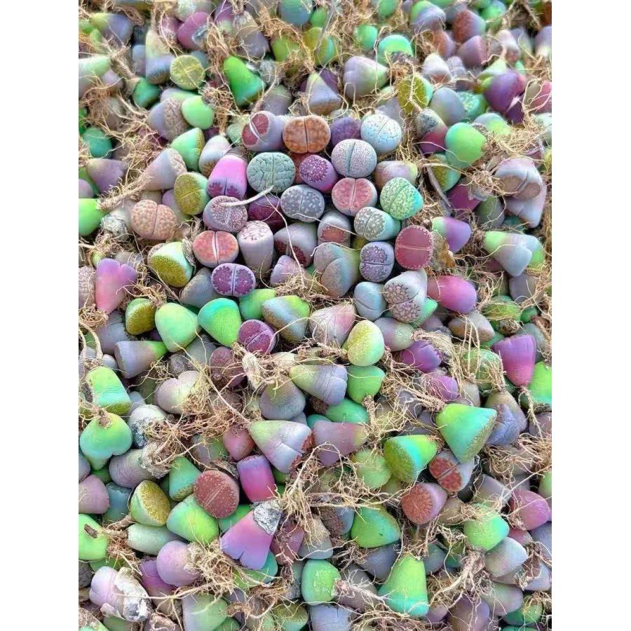 サービス品 農園直売 多肉植物 コノフィツム属 リトープス（1株