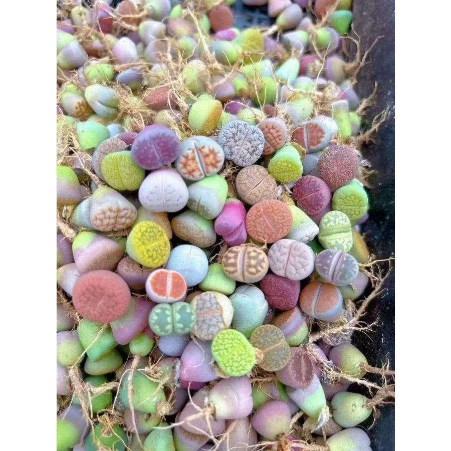サービス品 農園直売 多肉植物 コノフィツム属 リトープス（1株