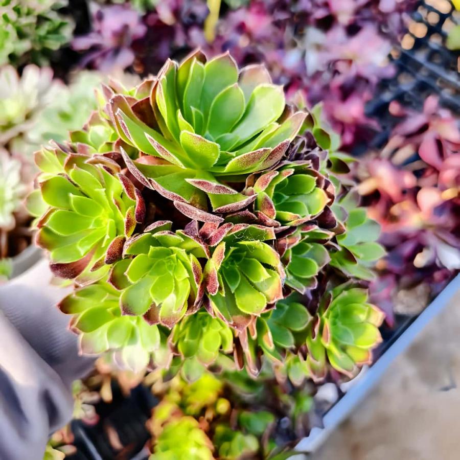 農園直売 多肉植物 アエオニウム属 オランダローズ（群）特大 観葉植物