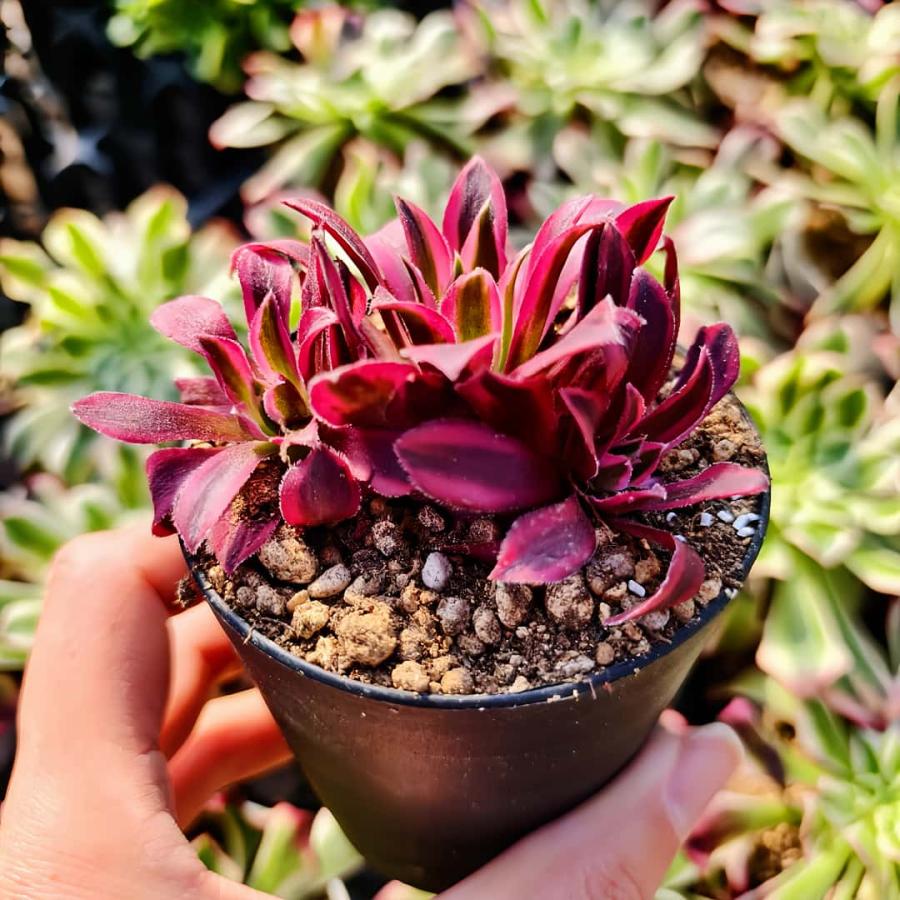 新入荷セール アエオニウム 多肉 おまかせ6種 カット苗 セット 名前付 農園直売 多肉植物 アエオニウム属 金雀（群） 新品種 観葉植物