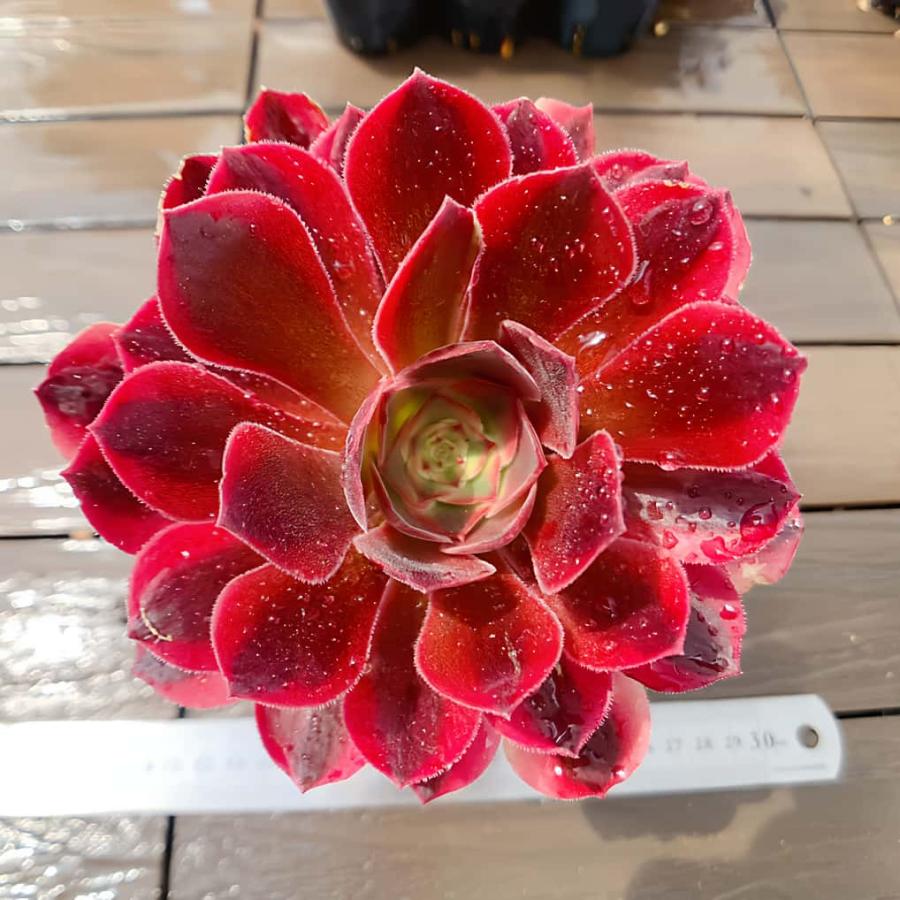 農園直売 多肉植物 アエオニウム属 モモハナ（単） 観葉植物