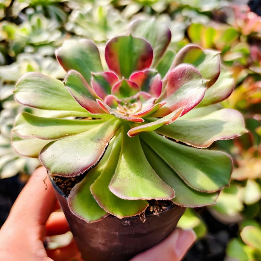 農園直売 多肉植物 アエオニウム属 モモハナ（単） 観葉植物