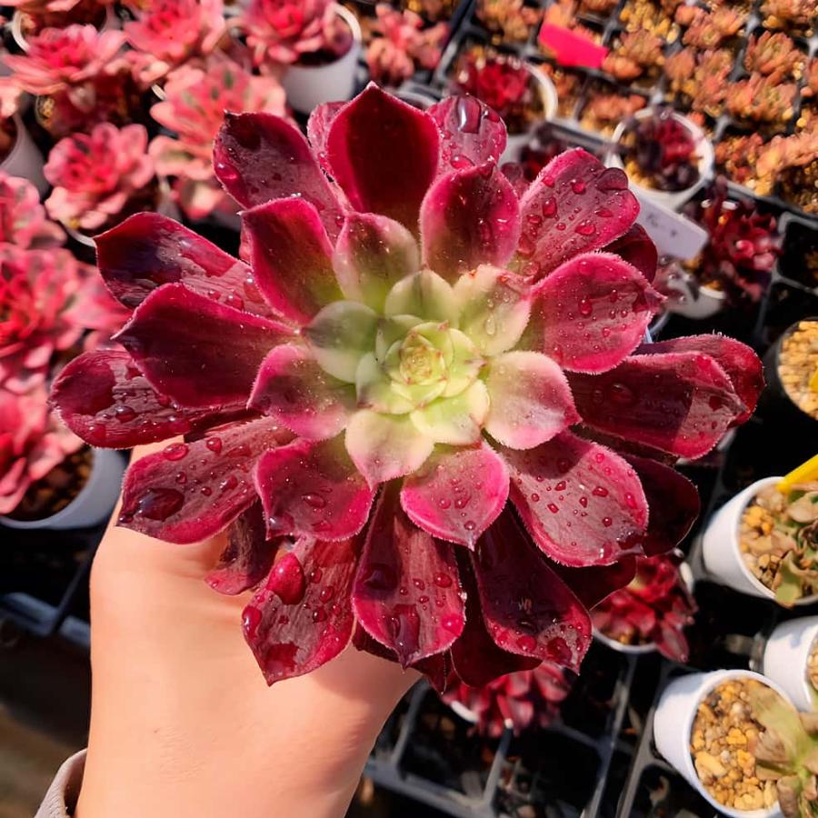 農園直売 多肉植物 アエオニウム属 ヴィーナス（単） 観葉植物