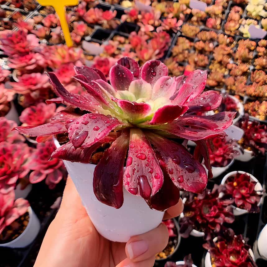 農園直売 多肉植物 アエオニウム属 ヴィーナス（単） 観葉植物