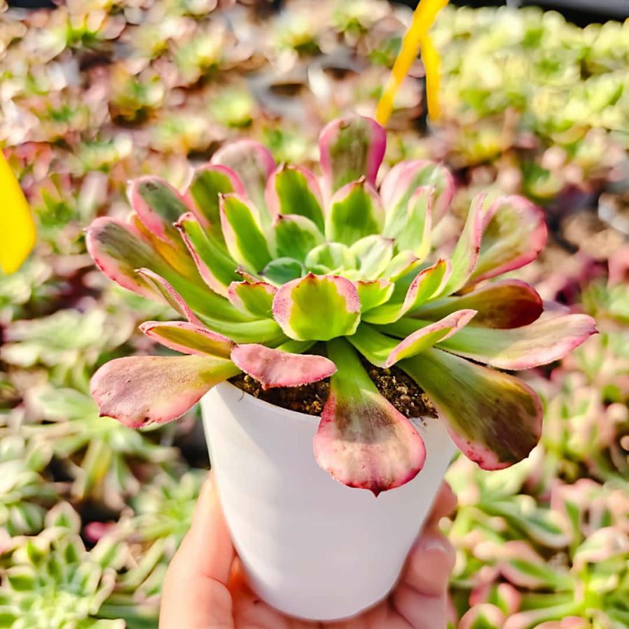 農園直売 多肉植物 アエオニウム属 ヴィーナス（単） 観葉植物