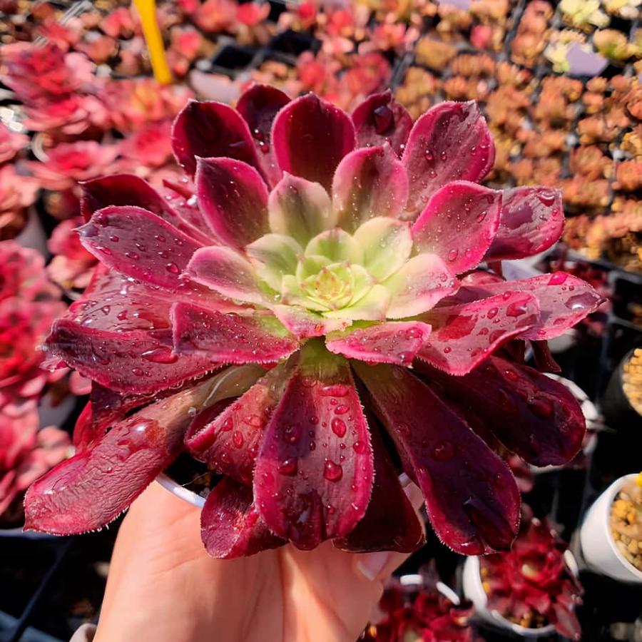 農園直売 多肉植物 アエオニウム属 ヴィーナス（単） 観葉植物