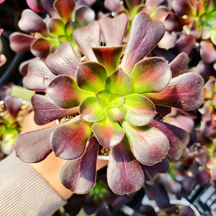農園直売 多肉植物 アエオニウム属 花浪（単） 観葉植物 インテリア