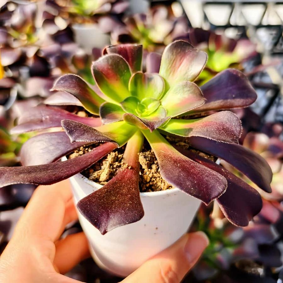 農園直売 多肉植物 アエオニウム属 花浪（単） 観葉植物 インテリア