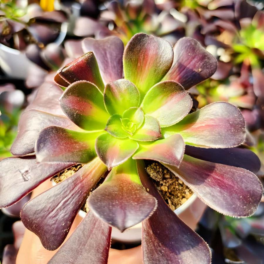 農園直売 多肉植物 アエオニウム属 花浪（単） 観葉植物 インテリア