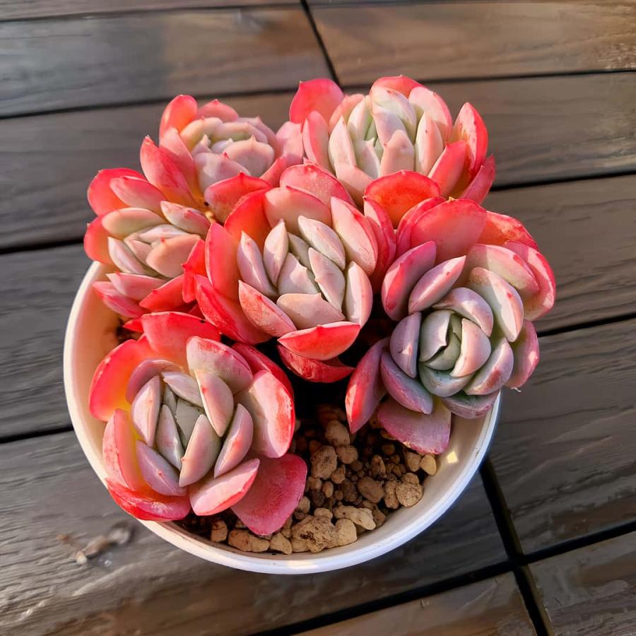 農園直売 多肉植物 寄せ植え エケベリア属 イチゴクリームベリー（群