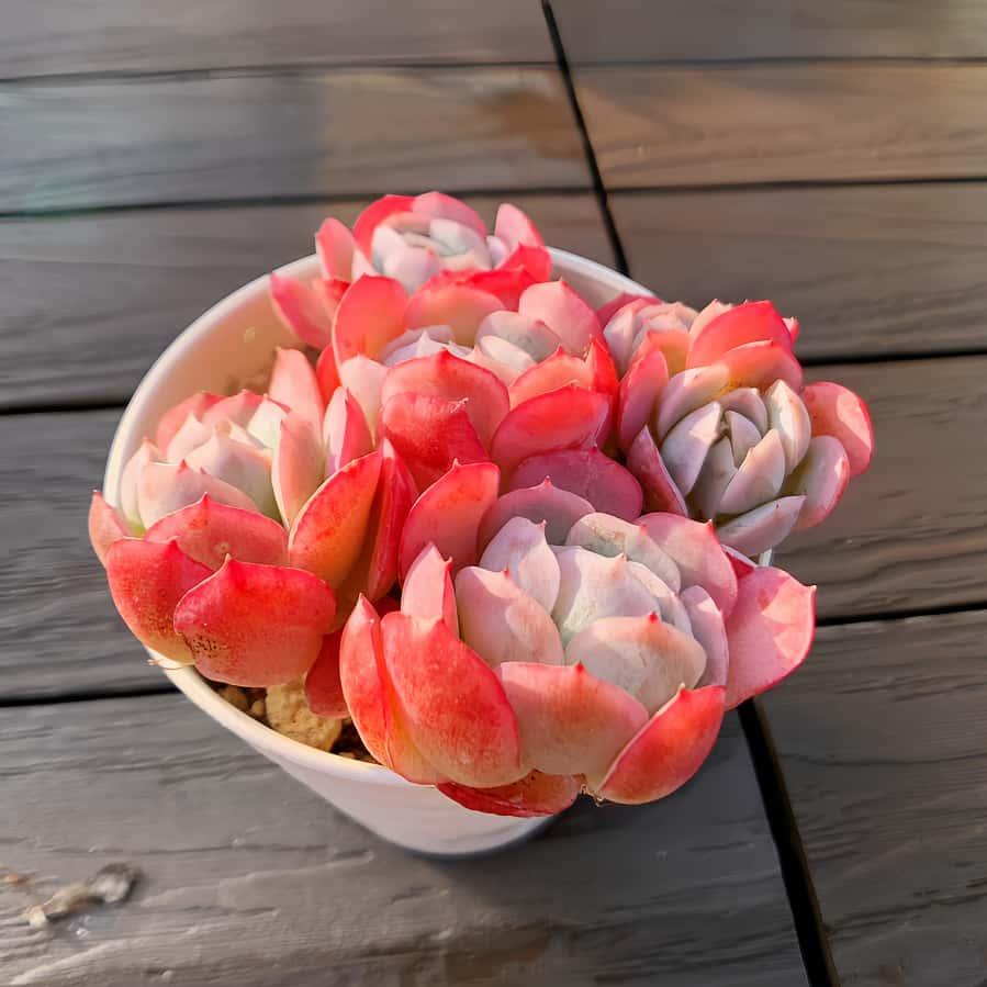 農園直売 多肉植物 寄せ植え エケベリア属 イチゴクリームベリー（群