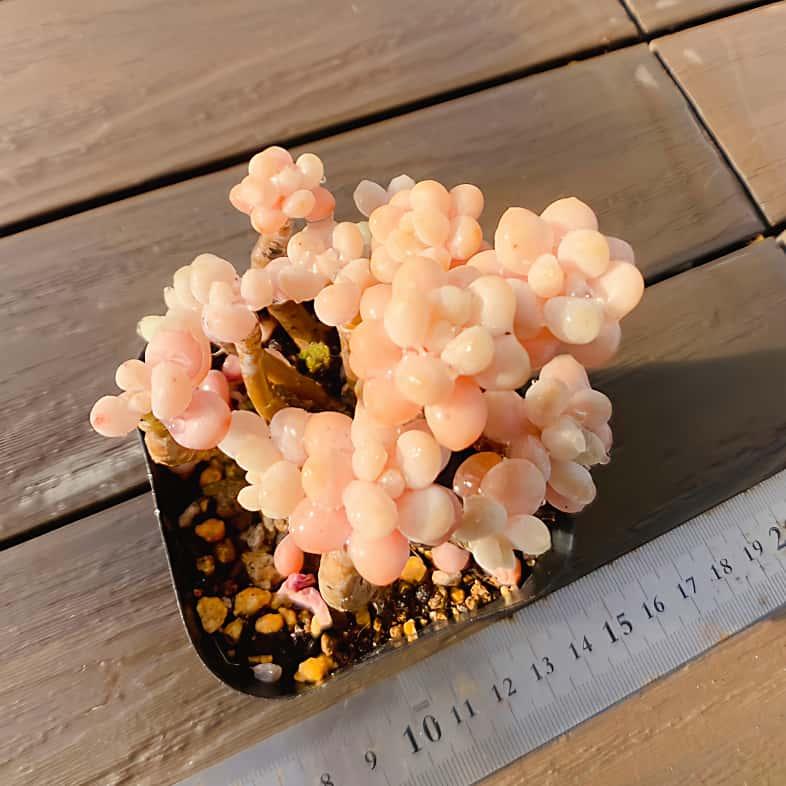 農園直売 多肉植物 寄せ植え エケベリア属 クリームロココ（群） 観葉