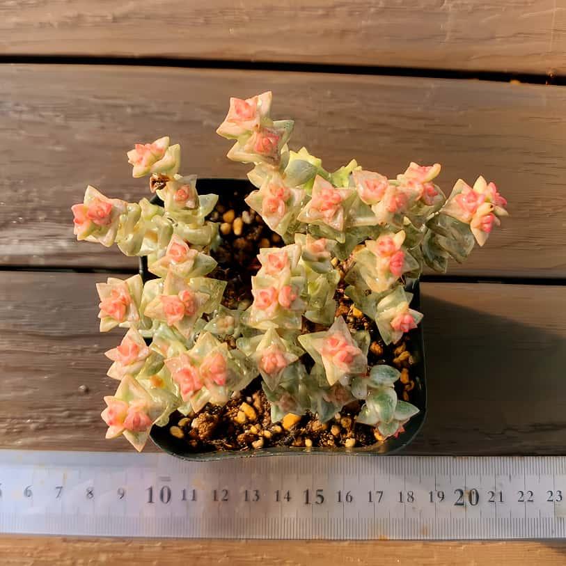 農園直売 多肉植物 寄せ植え パステル錦（群） 観葉植物 インテリア