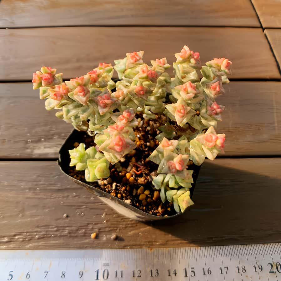 農園直売 多肉植物 寄せ植え パステル錦（群） 観葉植物 インテリア