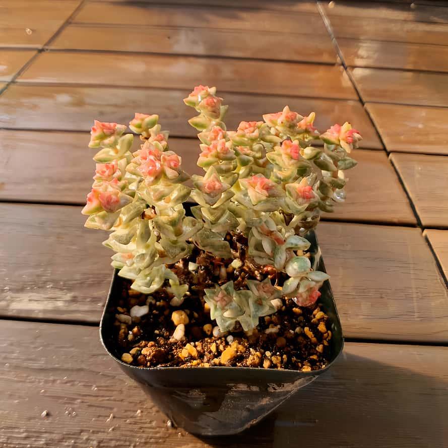 農園直売 多肉植物 寄せ植え パステル錦（群） 観葉植物 インテリア