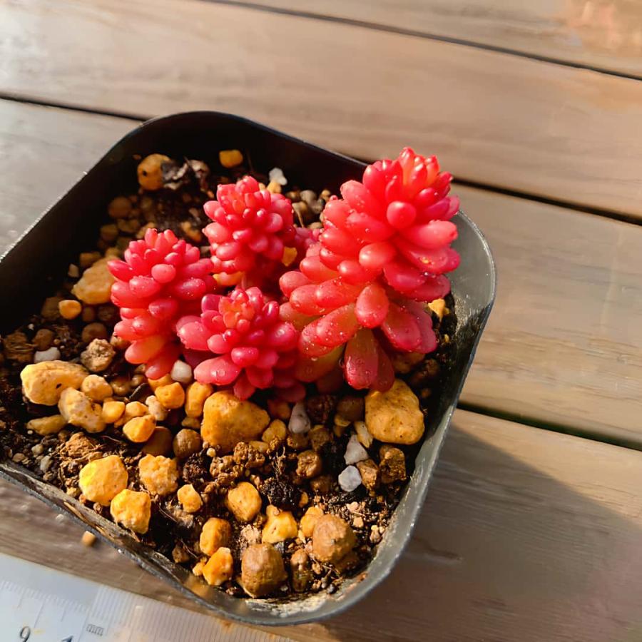 農園直売 多肉植物 寄せ植え レッドベリー錦（群） 観葉植物