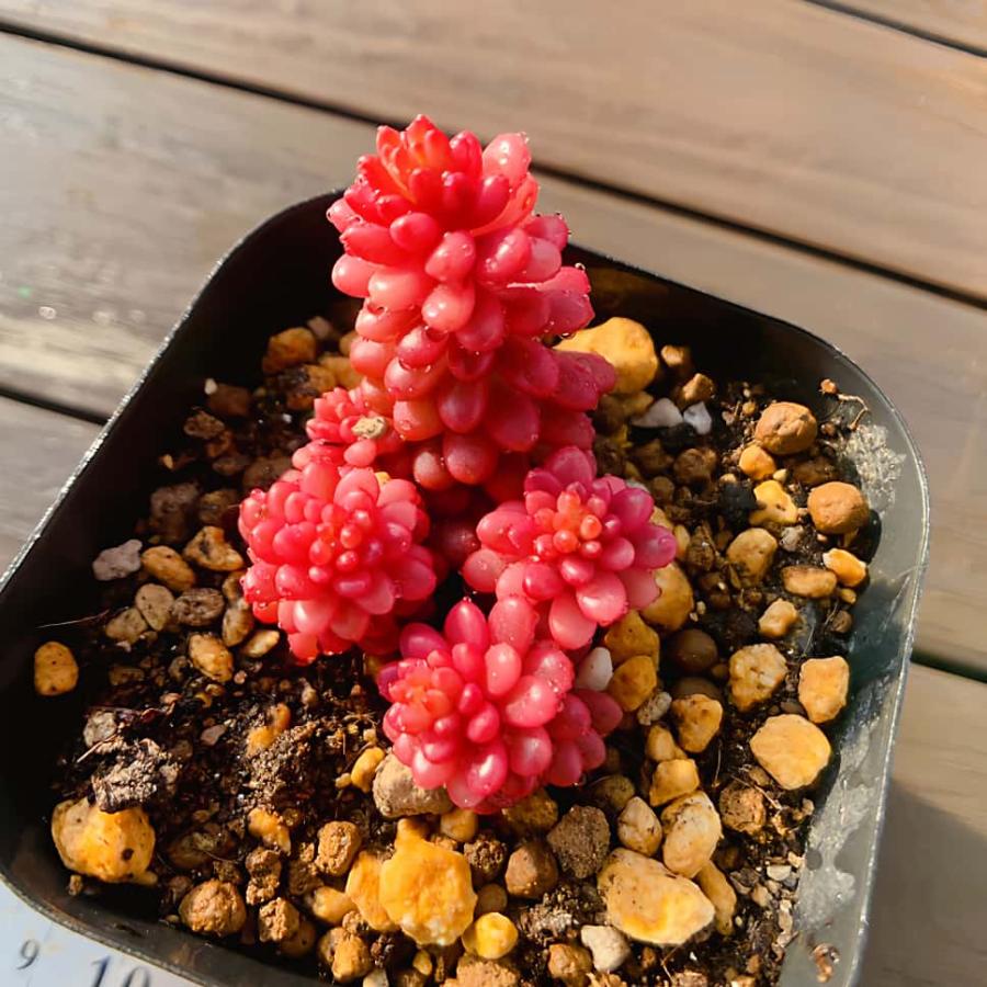 農園直売 多肉植物 寄せ植え レッドベリー錦（群） 観葉植物
