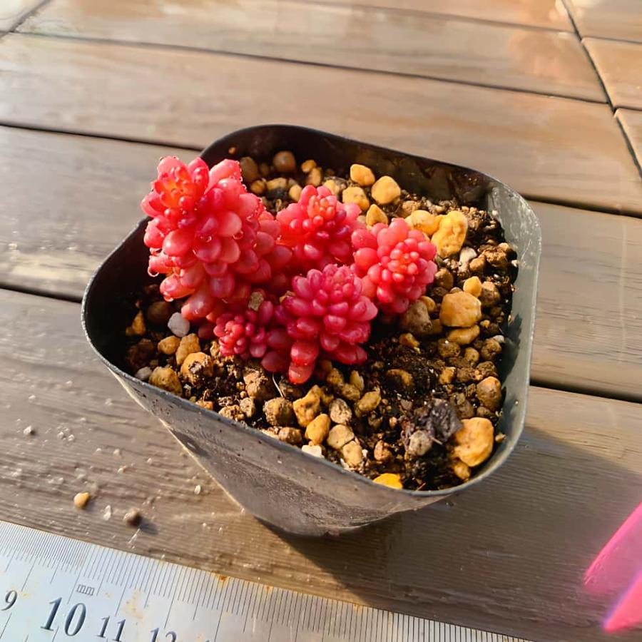 農園直売 多肉植物 寄せ植え レッドベリー錦（群） 観葉植物