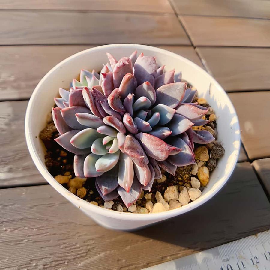 農園直売 多肉植物 寄せ植え 暗々（群）新品種 観葉植物 インテリア