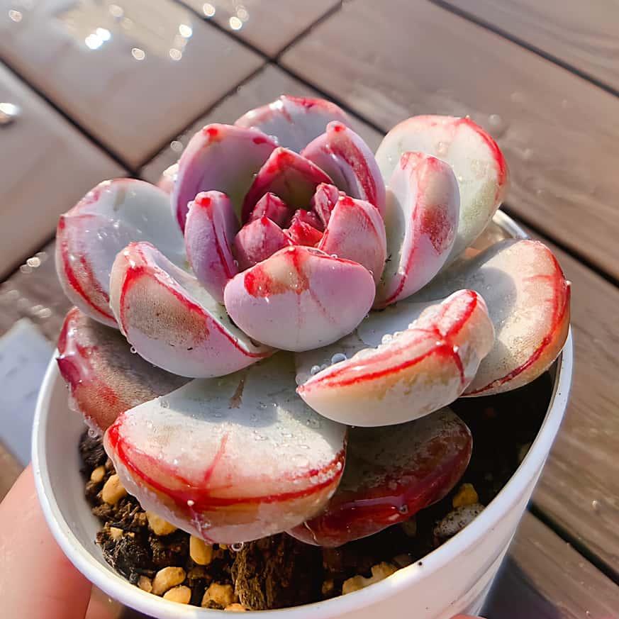 農園直売 多肉植物 寄せ植え ディープキス（単） 観葉植物 インテリア