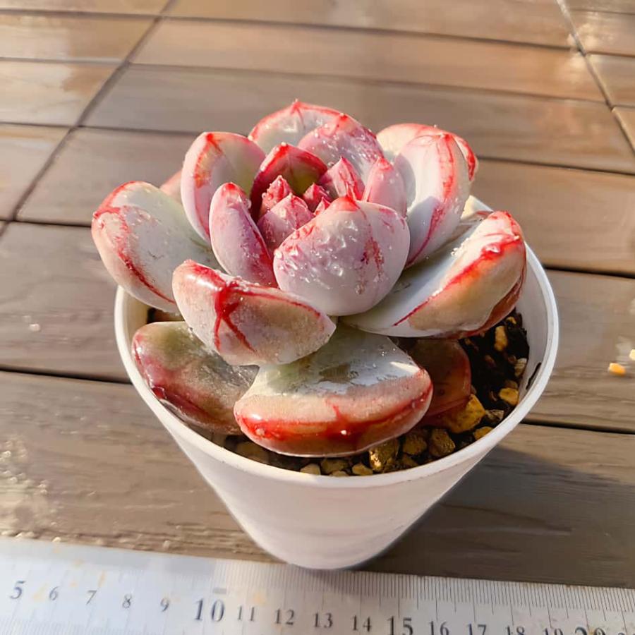 苺ティピ 多肉植物 Yahoo!オークション - 多肉植物 レア 苺ダイヤティピ