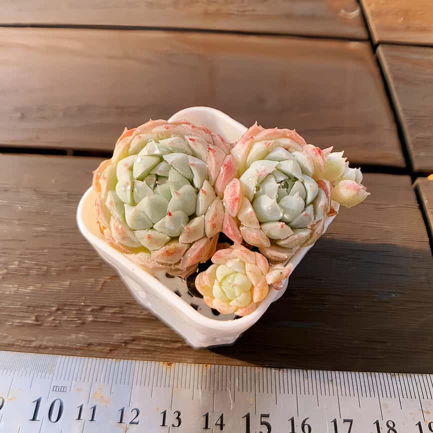 Havisham's walts(群生)◎多肉植物 カット苗 輸入苗エケベリア等 楽天市場】多肉植物 寄せ植え 福袋 カット 苗 「12個セット