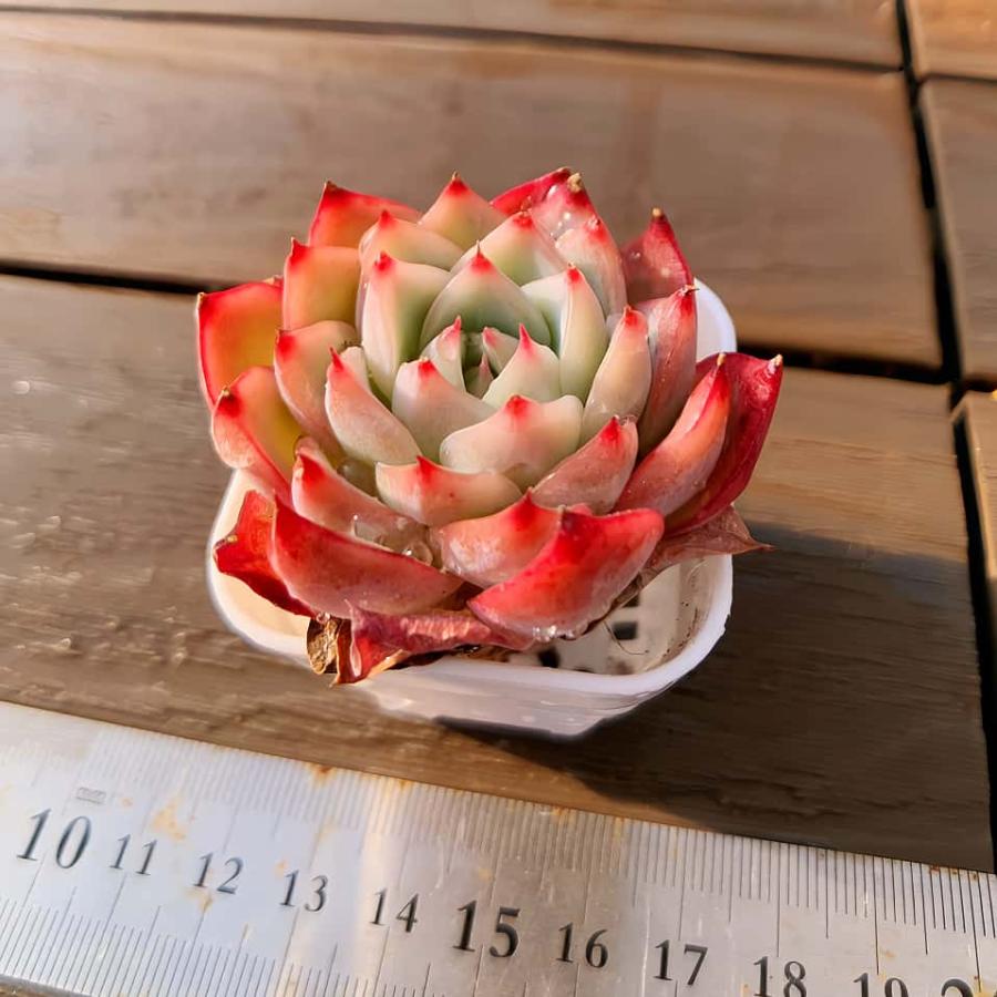 多肉バイキング】農園直売 寄せ植え エケベリア属 クリスタルローズ