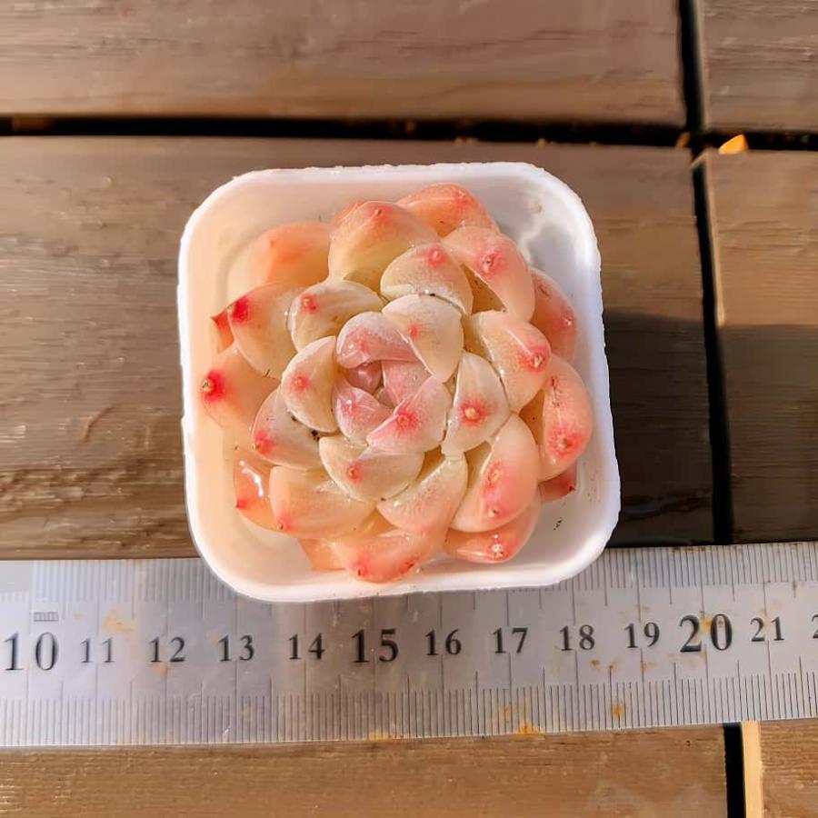多肉バイキング】農園直売 寄せ植え エケベリア属 白桃サイダー（単
