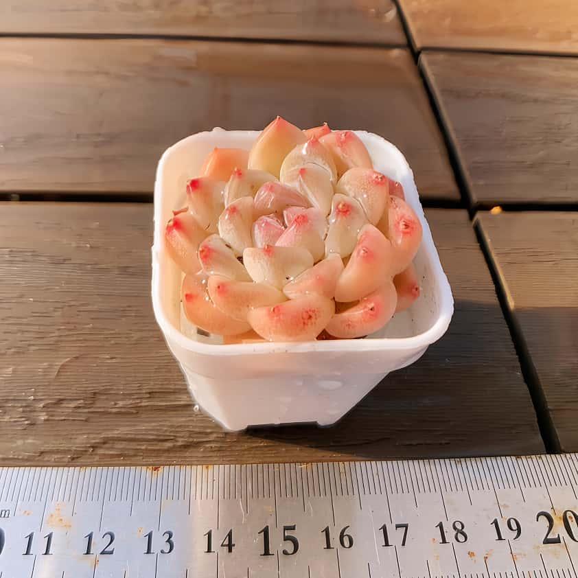 多肉バイキング】農園直売 寄せ植え エケベリア属 白桃サイダー（単
