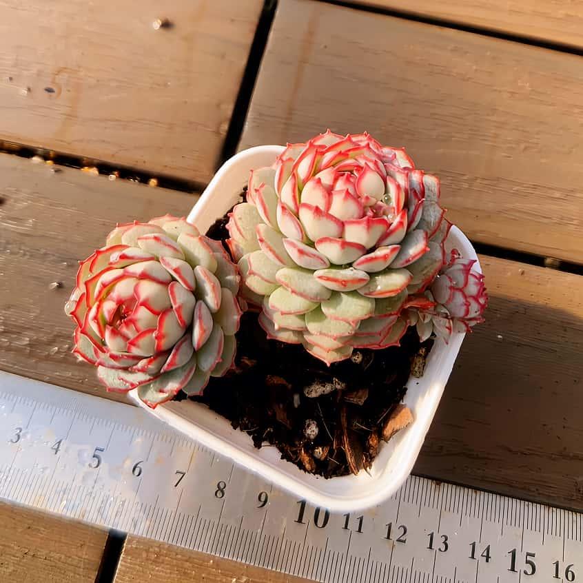 【多肉バイキング】農園直売  寄せ植え エケベリア属 Vincent Catto hyb（２頭）プラグ苗　ポット苗　観葉植物 多肉植物　インテリア 多肉専門VERVE（Yahoo!・多肉専門VERVE）