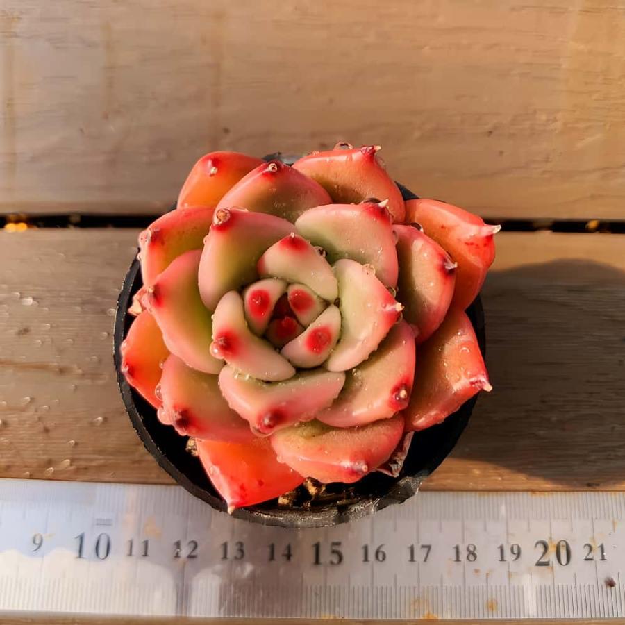 エケベリア 7種 赤い子セット 抜き苗 多肉植物 ①多肉植物エケベリア【沙羅姫牡丹】【レッドランプ】抜き苗 - メルカリ