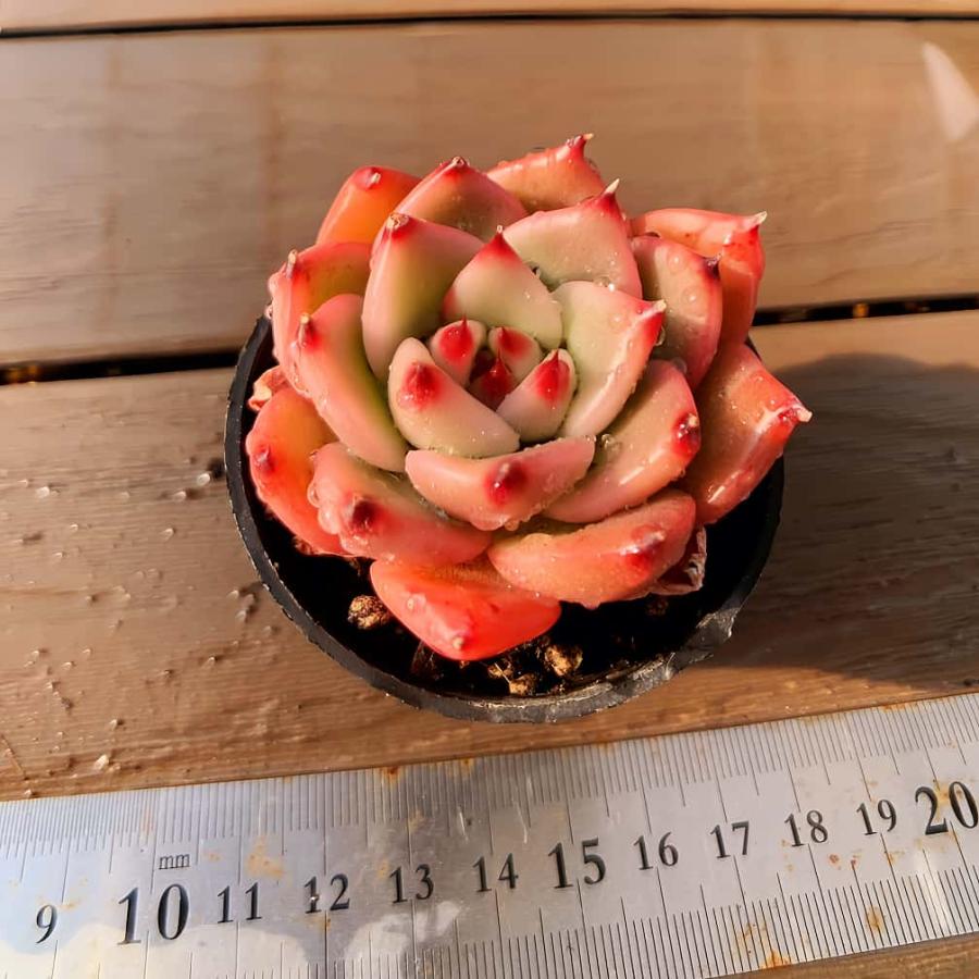 実生苗　多肉植物　エケベリア　⑦ 多肉バイキング】農園直売 寄せ植え エケベリア属 Honey pink（単
