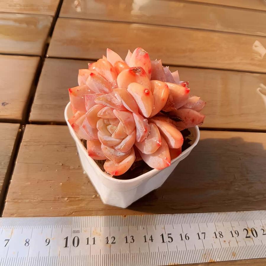 多肉バイキング】農園直売 寄せ植え エケベリア属 雪の塔（2頭