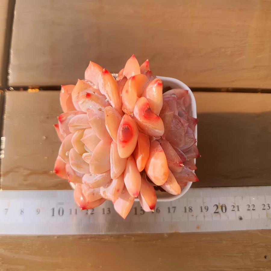 多肉バイキング】農園直売 寄せ植え エケベリア属 雪の塔（2頭