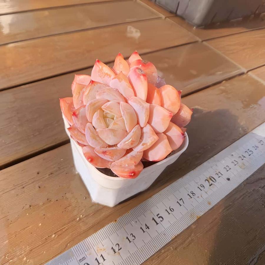 多肉バイキング】農園直売 寄せ植え エケベリア属 雪の塔（2頭