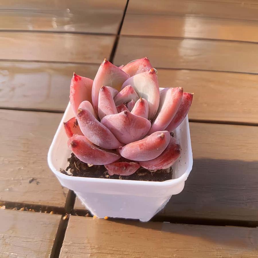 多肉バイキング】農園直売 寄せ植え エケベリア属 原種コロラータ（単