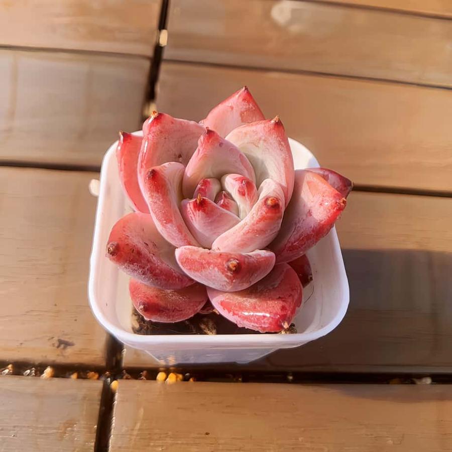 多肉バイキング】農園直売 寄せ植え エケベリア属 原種コロラータ（単