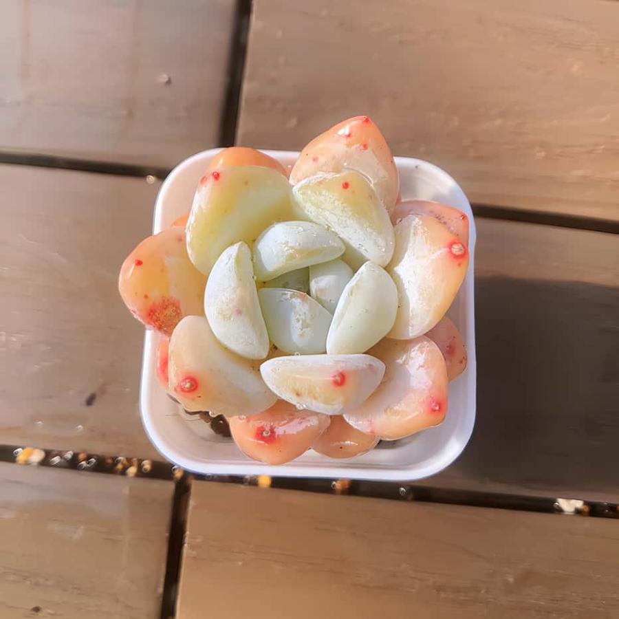 【多肉バイキング】農園直売  寄せ植え エケベリア属 　ストロベリーアーモンド（単）プラグ苗　ポット苗　観葉植物 多肉植物　インテリア 多肉専門VERVE（Yahoo!・多肉専門VERVE）