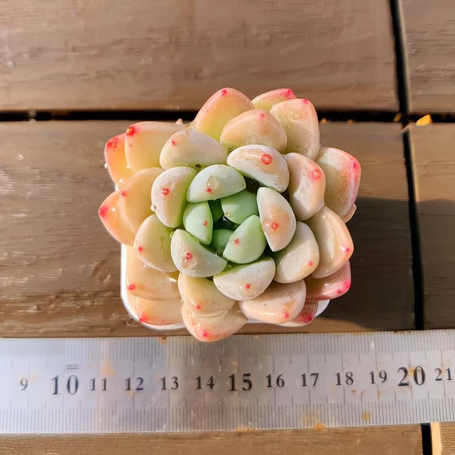 多肉バイキング】農園直売 寄せ植え エケベリア属 玉環（単）プラグ苗