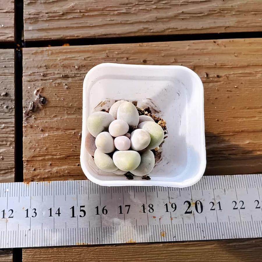 【多肉バイキング】農園直売  寄せ植え エケベリア属　湯園チーズ（単）プラグ苗　ポット苗　観葉植物 多肉植物　インテリア 多肉専門VERVE（Yahoo!・多肉専門VERVE）