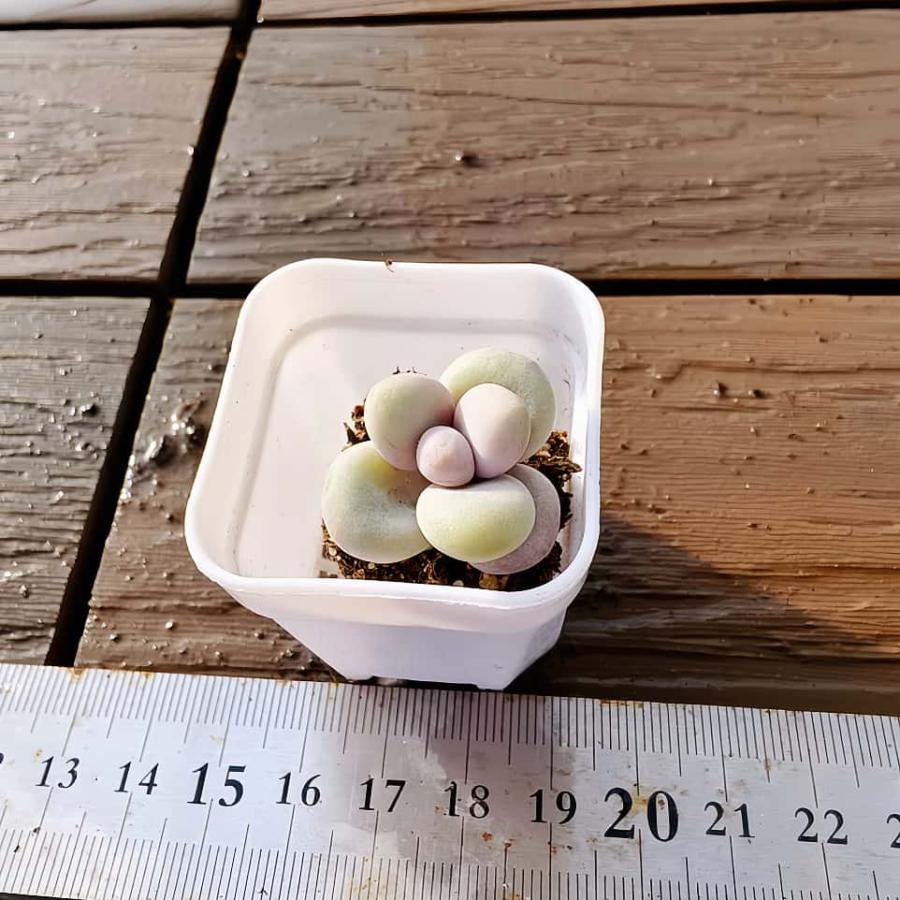 【多肉バイキング】農園直売  寄せ植え エケベリア属　オレンジスノーボール（単）プラグ苗　ポット苗　観葉植物 多肉植物　インテリア 多肉専門VERVE（Yahoo!・多肉専門VERVE）