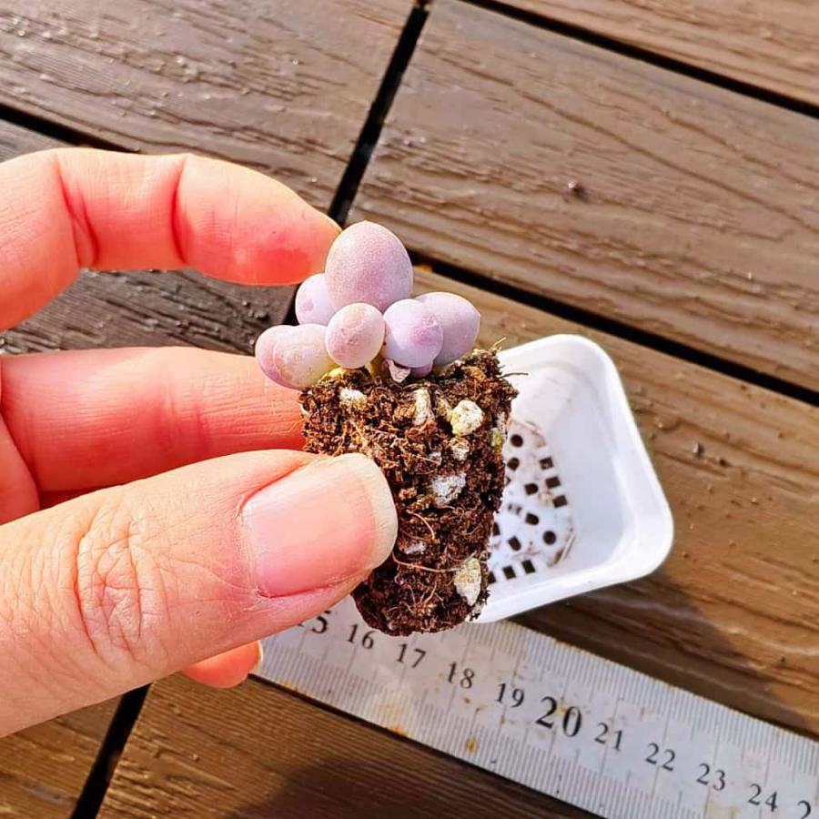 多肉バイキング】農園直売 寄せ植え エケベリア属 原種チーズ（単