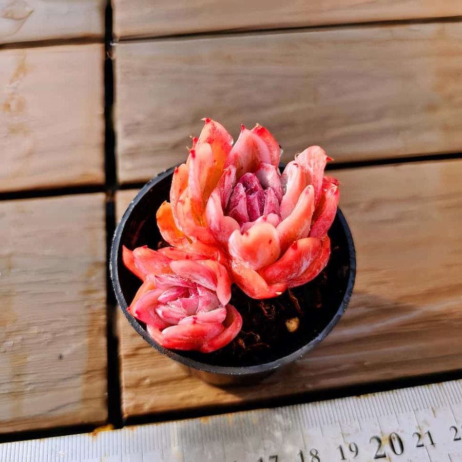 多肉バイキング】農園直売 寄せ植え エケベリア属 落桜（2頭）プラグ